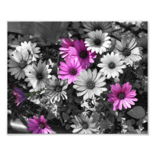Paarse Afrikaanse Daisy Flowers Partiële Kleur 8x1 Foto Afdruk