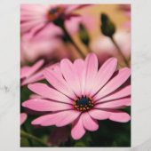 Paarse Afrikaanse Daisy Flyer (Voorkant)