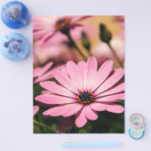 Paarse Afrikaanse Daisy Flyer (Enkel)