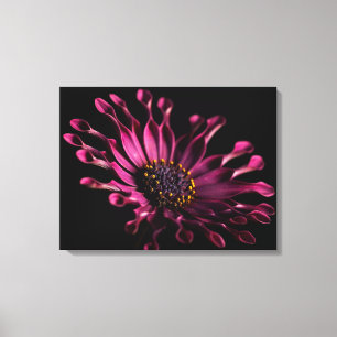 Paarse Afrikaanse Daisy op zwarte achtergrond Wall Canvas Afdruk