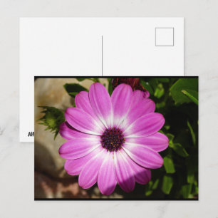 Paarse Afrikaanse Madeliefje Bloem Briefkaart