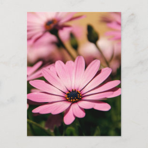Paarse Afrikaanse margriet Briefkaart