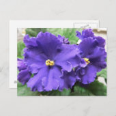 Paarse Afrikaanse Violet Flowers Briefkaart (Voorkant / Achterkant)