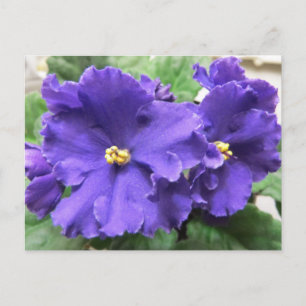 Paarse Afrikaanse Violet Flowers Briefkaart