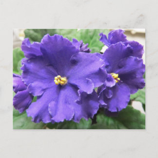 Paarse Afrikaanse Violet Flowers Briefkaart
