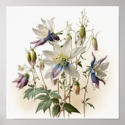 Paarse Akelei Bloemen Kunstprint Poster (Voorkant)