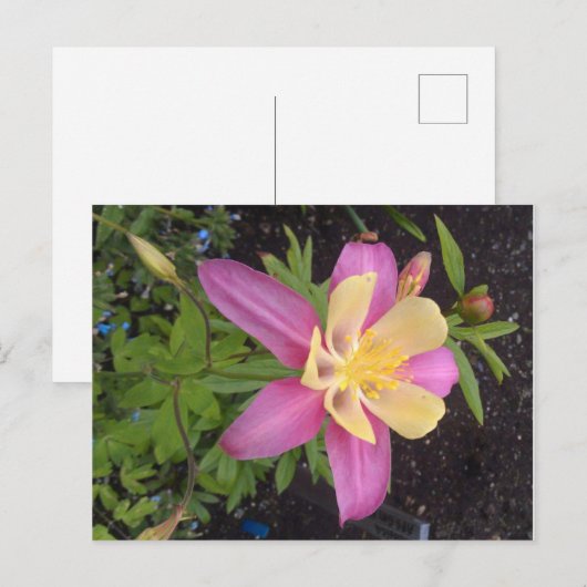 Paarse Alaskan Flower Briefkaart (Voorkant / Achterkant)