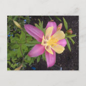 Paarse Alaskan Flower Briefkaart (Voorkant)