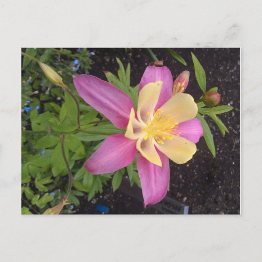 Paarse Alaskan Flower Briefkaart (Voorkant)