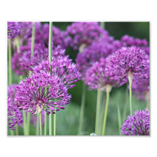 Paarse alliantiebloemen foto afdruk
