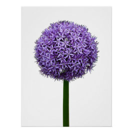 Paarse Allium Bloei op Witte Achtergrond Perfect Poster