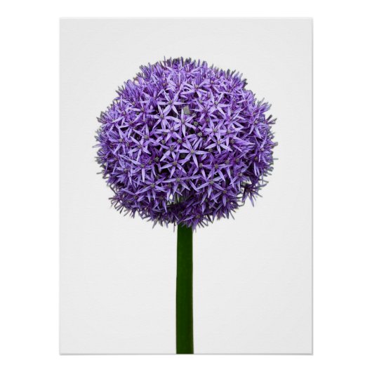 Paarse Allium Bloei op Witte Achtergrond Perfect Poster (Voorkant)