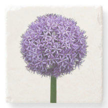 Paarse Allium Bloei op Witte Achtergrond