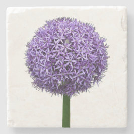 Paarse Allium Bloei op Witte Achtergrond Stenen Onderzetter