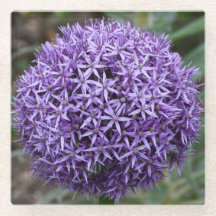 Paarse Allium Bloom Floral