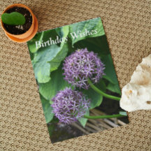 Paarse Allium Floral Birthday