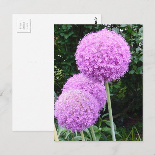 Paarse Allium Flower Briefkaart (Voorkant / Achterkant)
