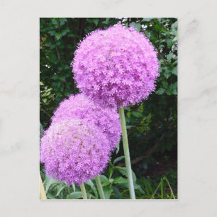 Paarse Allium Flower Briefkaart