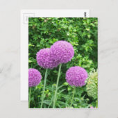 Paarse Allium Flower Briefkaart (Voorkant / Achterkant)