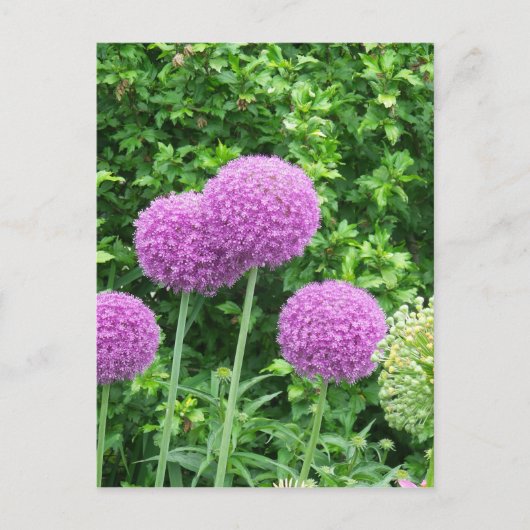 Paarse Allium Flower Briefkaart (Voorkant)