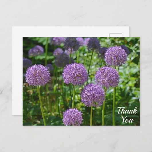 Paarse Allium Flowers Hartelijk dank Briefkaart (Voorkant / Achterkant)