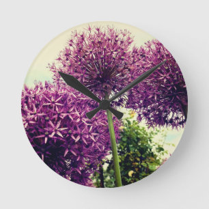 Paarse Allium Ronde Klok