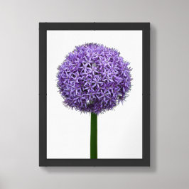 Paarse Alliumbloei op witte achtergrond Poster