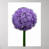 Paarse Alliumbloei op witte achtergrond Poster (Voorkant)