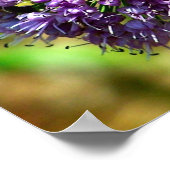 Paarse Alliumbloem in Bloom Poster (Hoek)