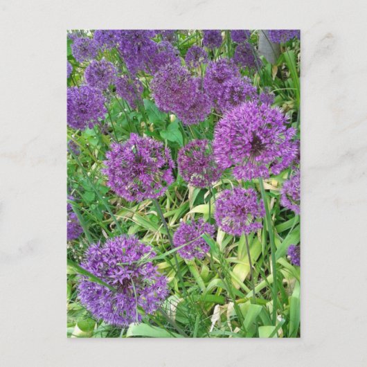 Paarse Alliums Garden Flower Briefkaart (Voorkant)