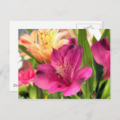 Paarse Alstroemeria Flower Lilies Flowers Foto Briefkaart (Voorkant / Achterkant)