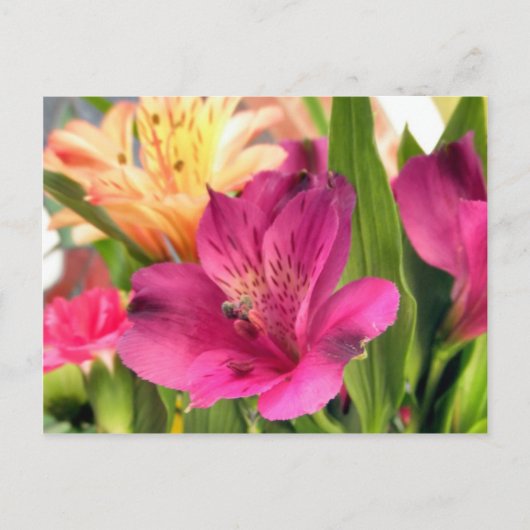 Paarse Alstroemeria Flower Lilies Flowers Foto Briefkaart (Voorkant)