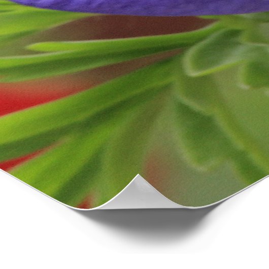 Paarse Anemon Poster (Hoek)