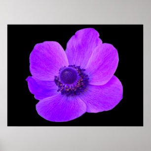 Paarse Anemone Postyer Poster