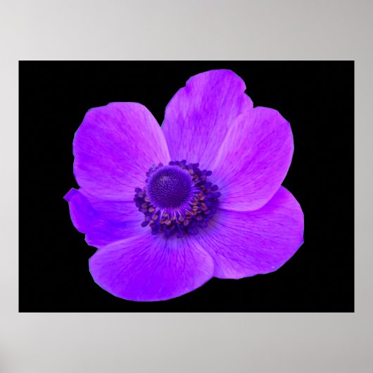 Paarse Anemone Postyer Poster (Voorkant)