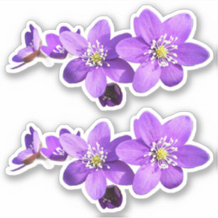 Paarse Anemoon Hepatica Bloemen Vinyl Sticker