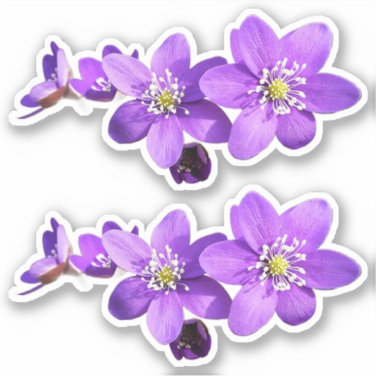 Paarse Anemoon Hepatica Bloemen Vinyl Sticker (Voorkant)