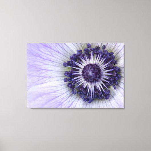 Paarse Anemoon Macro Bloem Canvasprint Canvas Afdruk (Voorkant)