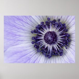 Paarse Anemoon Macro Bloem Fotografie Poster