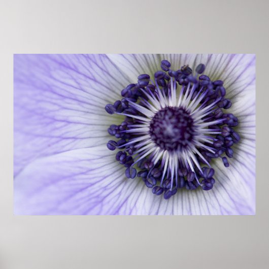 Paarse Anemoon Macro Bloem Fotografie Poster (Voorkant)
