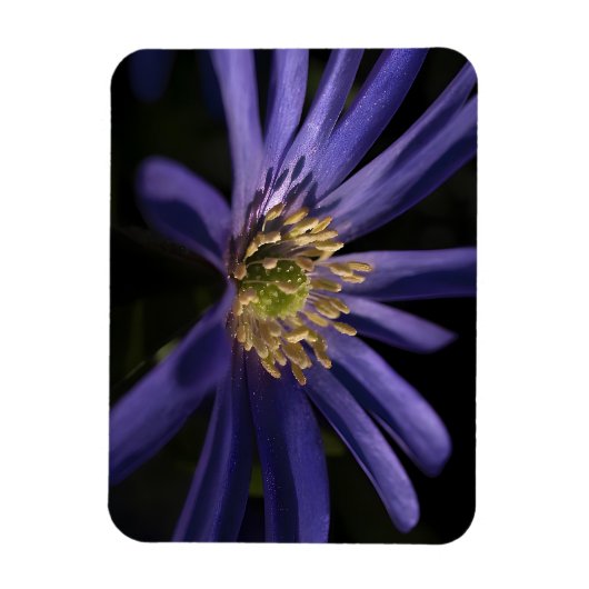Paarse Anemoon Magneet (Verticaal)