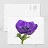 Paarse annemonventilator briefkaart (Voorkant / Achterkant)