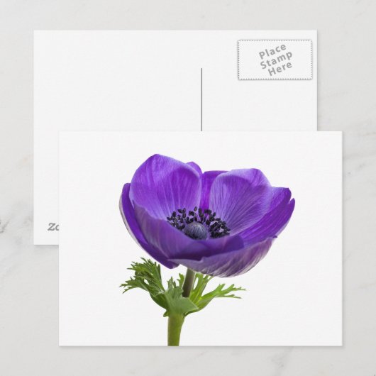 Paarse annemonventilator briefkaart (Voorkant / Achterkant)