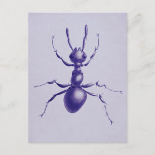 Paarse Ant Bug Insect Digital Art Briefkaart