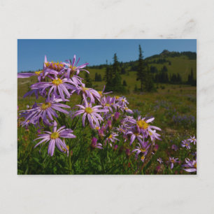 Paarse Aster Bloemen bij Mount Rainier Briefkaart