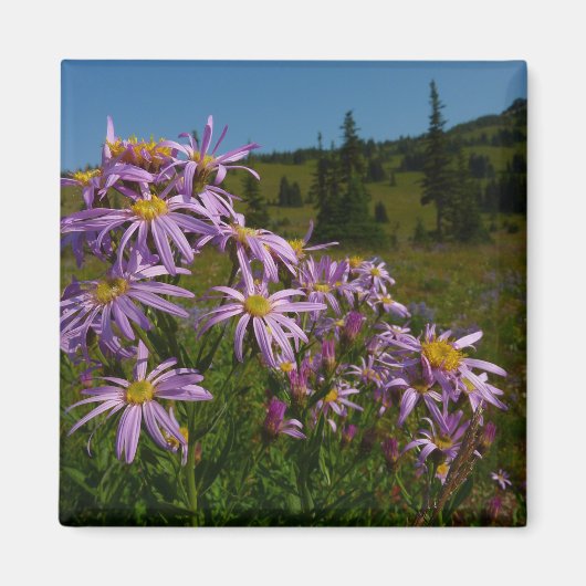 Paarse Aster Bloemen bij Mount Rainier Magneet (Voorkant)