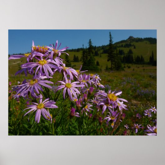 Paarse Aster Bloemen bij Mount Rainier Poster (Voorkant)