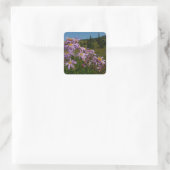 Paarse Aster Bloemen bij Mount Rainier Vierkante Sticker (Tas)