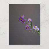 Paarse Aster Briefkaart (Voorkant)