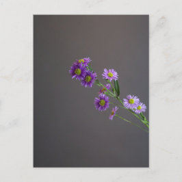 Paarse Aster Briefkaart